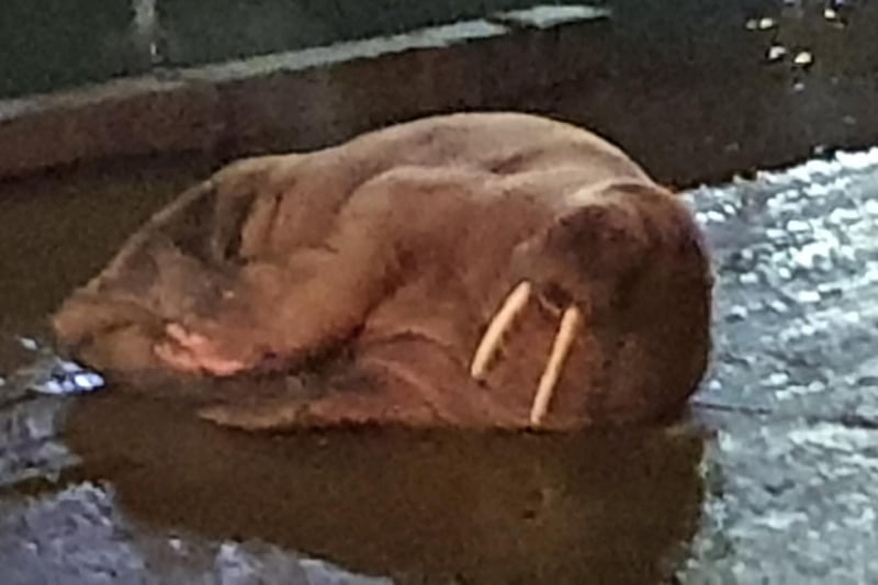 A close-up of the walrus