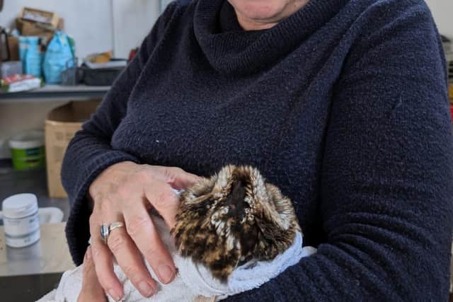 Penny Hunt, co-founded of Craven Wildlife Rescue, cares for an injured owl.