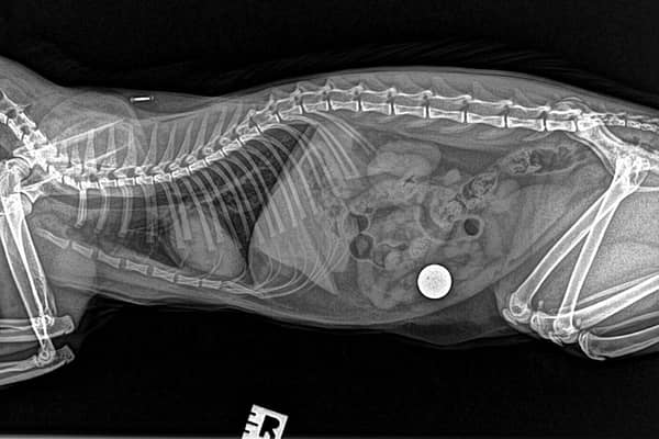 An x-ray scan revealed the 5p coin which was causing Poppy to be unwell