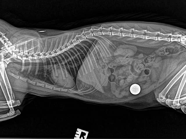 An x-ray scan revealed the 5p coin which was causing Poppy to be unwell