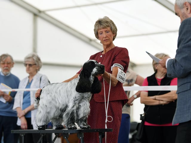 44th Leeds Championship Dog Show at Harewood., organised by the the Leeds City and District Canine Association,