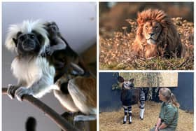 As another momentous year at Yorkshire Wildlife Park draws to an end, the award-winning park reflects on its successes in animal conservation and its progress as a visitor attraction.