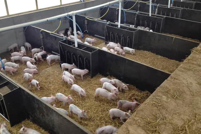 BQP started in 1978 and their dedication to the pigs welfare and that of their farmers is next to none.