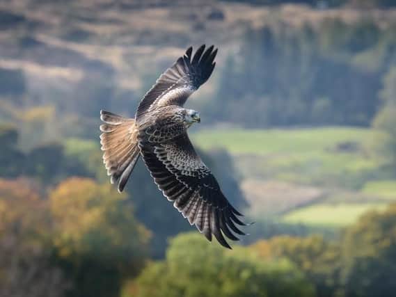 A red kite. Picture: Kirsty McLeod