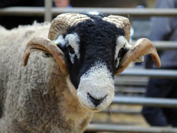 The missing sheep are similar to this breed of Swaledale.