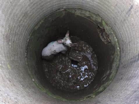 The lamb fell 10ft before getting trapped at the bottom of this well.