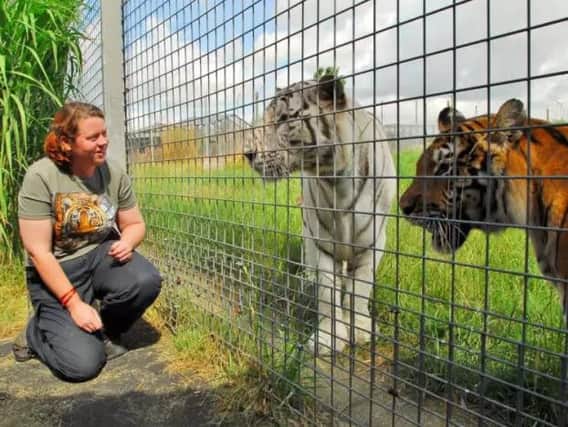 Keeper Rosa King with the tigers at Hamerton Zoo Park, pictured by our sister paper, the Peterborough Telegraph, on World Tiger Day in 2013