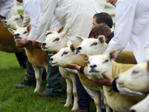 The Great Yorkshire Show got underway on Tuesday.