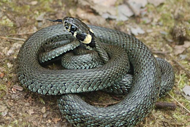 Photo issued by the Senckenberg Research Institute of a common grass snake, as scientists have suggested that England is home to four kinds of wild snake, not three as was previously believed.