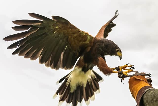 The falconry experience at Coniston