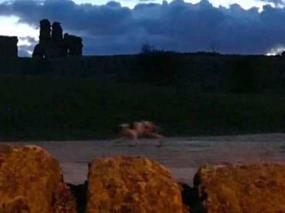 The 'cryptid' in front of Sandal Castle