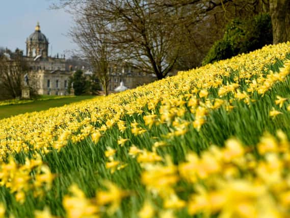 Yorkshire boasts a wealth of scenic locations to enjoy the daffodils this spring
