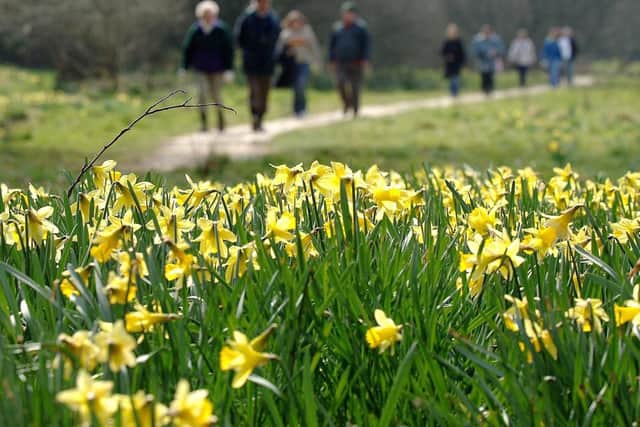 The daffodil walk in Farndale is a popular walking spot during the spring season
