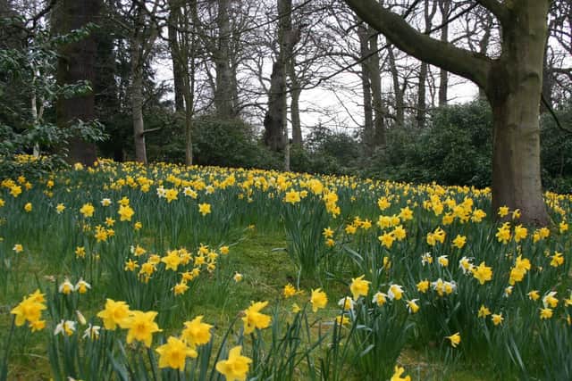 The gardens at Harewood House extend more than 100 acres and feature a colourful variety of flowers to see