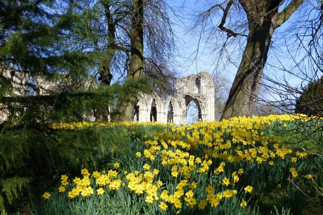 York Museum Gardens is home to a beautiful daffodil display