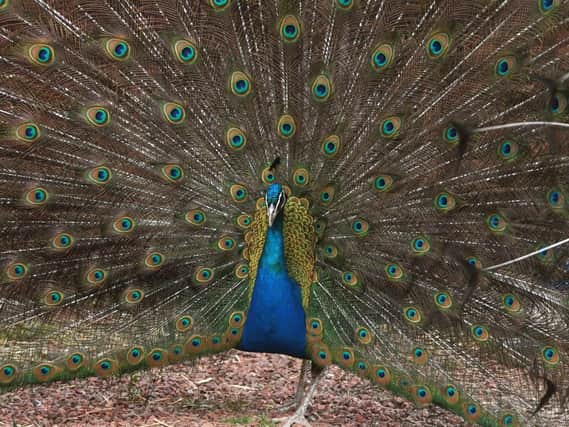 Two peacocks turned up in Low Catton in July