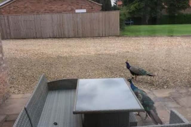 The peacocks making their daily visit in Low Catton