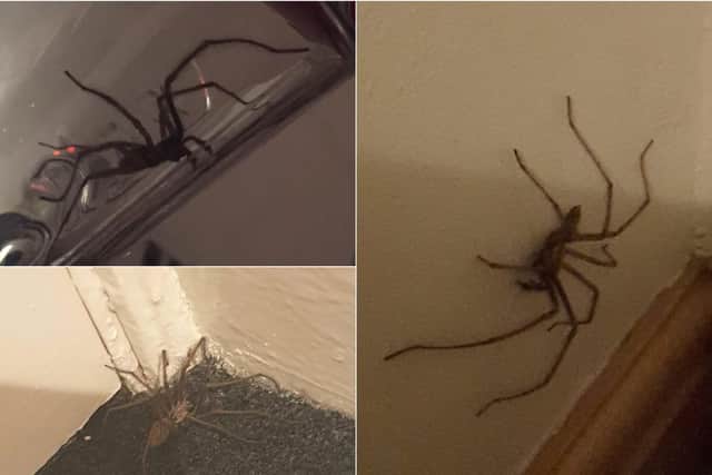 Some of the spiders found in homes in Yorkshire