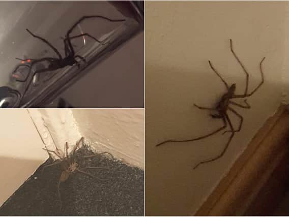 Some of the spiders found in homes in Yorkshire