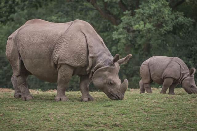 Jumaane the Eastern black rhino calf