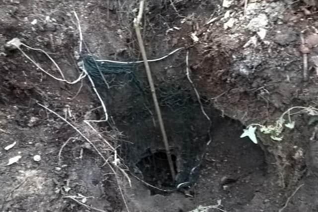 A net placed over one of the holes into the badger sett.