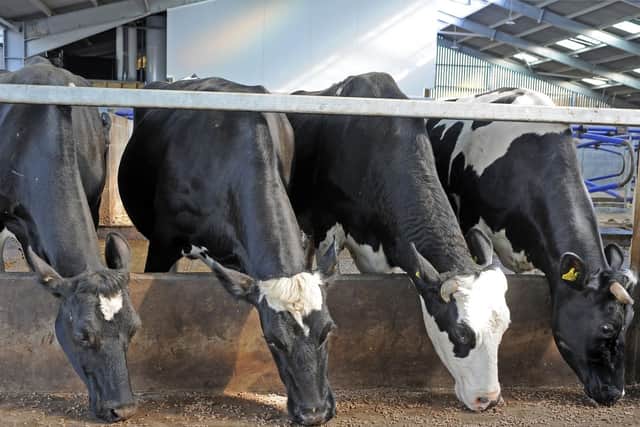The Spence's 80 strong herd of friesians feed in state of the art cattle sheds on their farm.