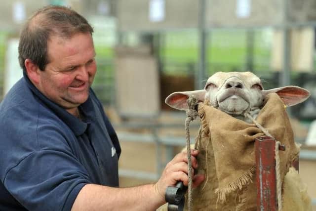 Kenton Foster of Leyburn, the new chairman of Wensleydale Show, giving a Charollais ewe a pamering trim ahead of an appearance at the Great Yorkshire Show. Picture by Mike Cowling.