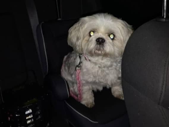 Sasha was found on the back seat of Taylor Payne's car. (Photo: Taylor Payne).