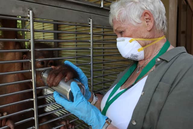 Pictured: Judi Dench with an orangutan: PA Photo/ITV/Atlantic Productions.