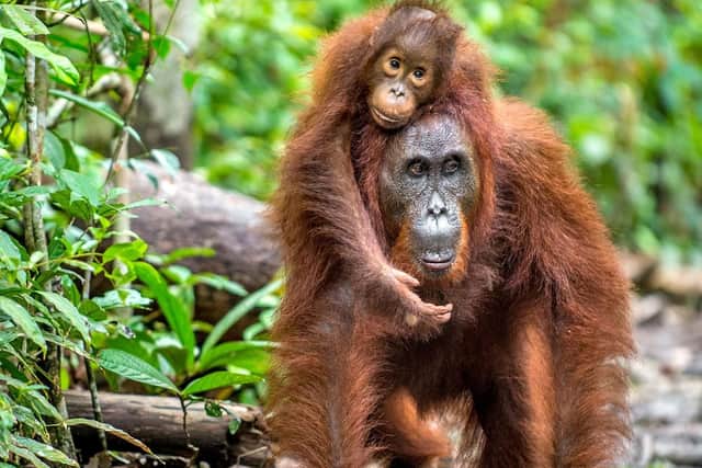 orangutans in the wild.PA Photo/iStock