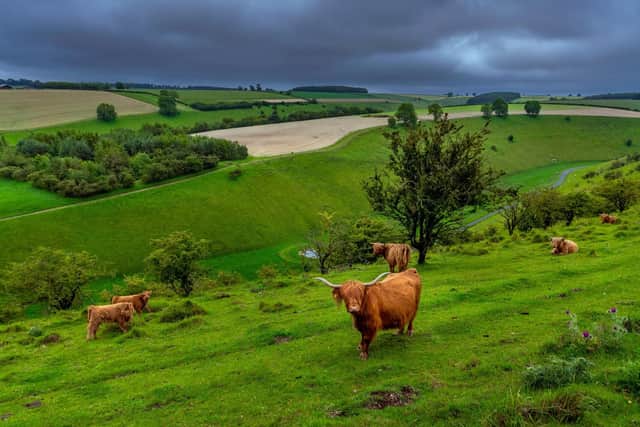 Shoppers are almost being made to feel guilty about buying red meat due to misinformation about the environmental role of grazing livestock, Richard Findlay said. Picture by James Hardisty.