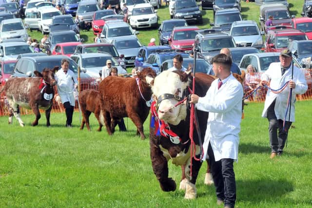 Cattle being paraded in the ring at the 153rd Ryedale Show. Picture by Gary Longbottom.