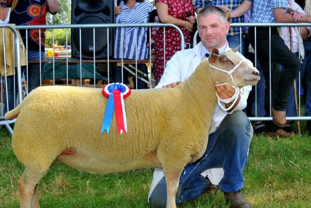 The overall sheep champion at Ryedale Show a Charollais shown by Stephen Marwood of Whenby. Picture by Gary Longbottom.