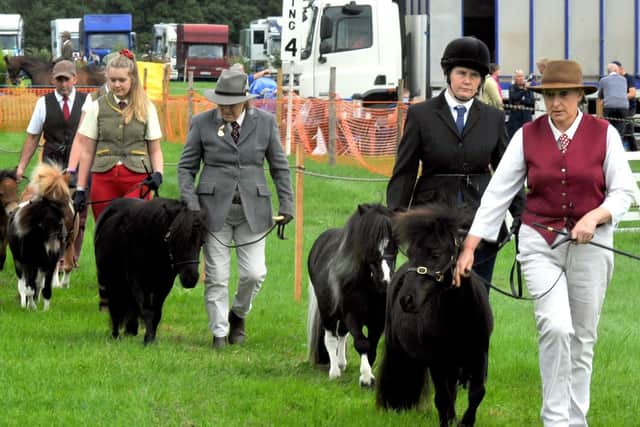 Shetland ponies and their handlers parade in the ring at Ryedale Show. Picture by Gary Longbottom.