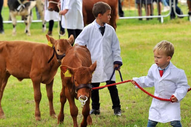 George Barker, three, from Kirkbymoorside leading a beef shorthorn calf around the ring in the young handlers calf class.