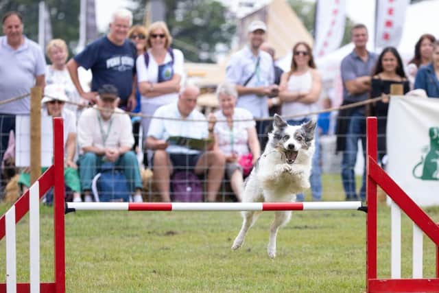 Dog show at Countryfile Live.