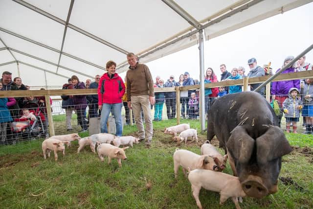 Tom Heap meets pigs at Countryfile Live at Castle Howard. Picture by Charlotte Graham.
