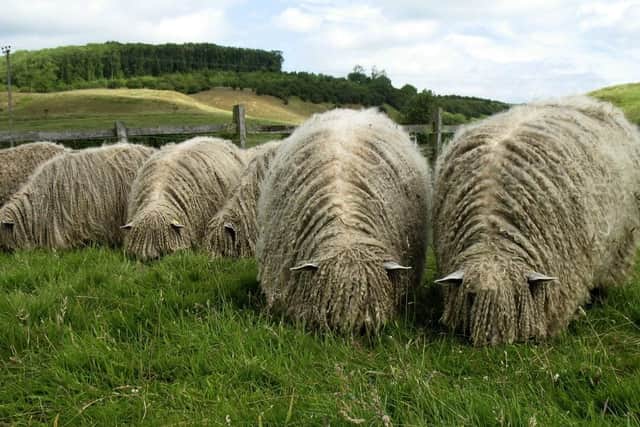 Louise Fairburn's Lincoln Logwool sheep grazing.