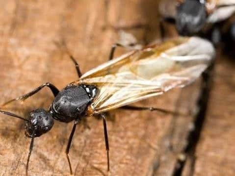 'Flying ant day' could be early this year.