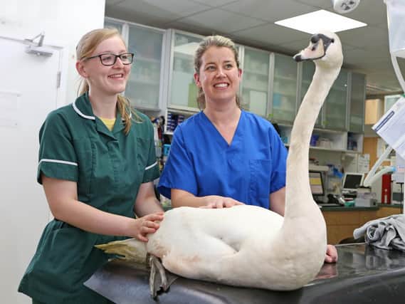 Walter the swan pictured at Chantry Vets with senior  nurse  Megan Everett (left) and surgical director Lisa Flood.