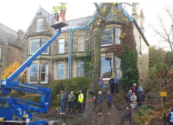 Tree felling work has been causing controversy in Sheffield