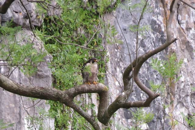 One of the adult peregrine falcons perching on a tree by the face of the Malham Cove.