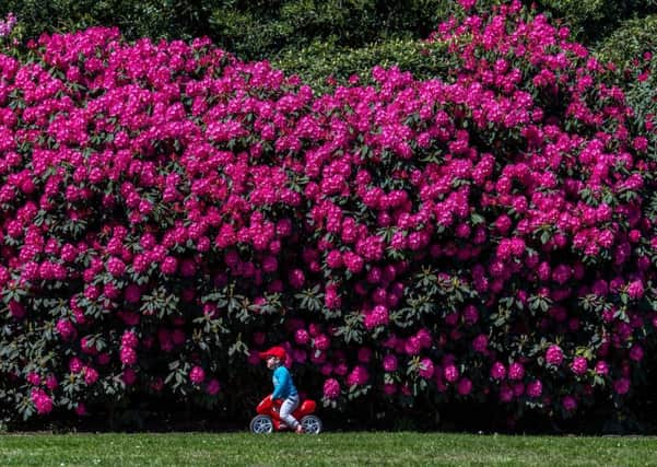 Rhododendrons may be pretty but they are suffocating native species. Picture by James Hardisty.
