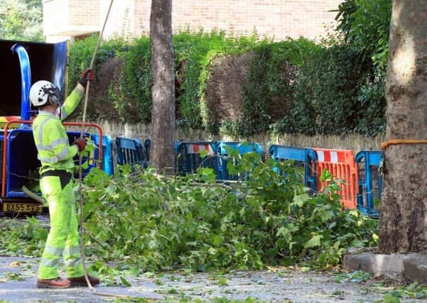Tree-felling work in Sheffield has been the cause of controversy