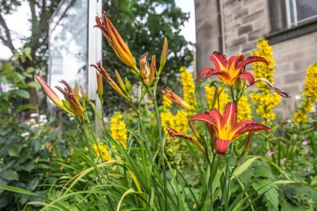 An image from the Open Gardens event in Hebden Bridge last year. Picture: Craig Shaw Photography