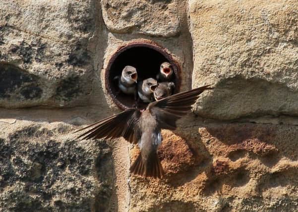 Drainage pipes have been deployed to protect colonies of sand martins from predators. Picture by Andy Deighton.