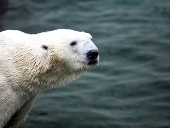 The YWP announced on Monday that he is to be the latest addition to its Project Polar reserve PIC: YWP