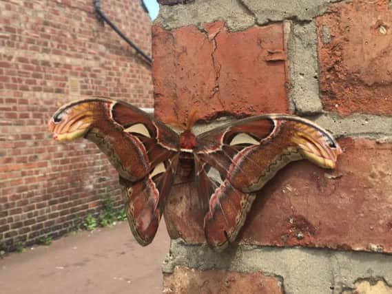 A giant moth photo sent in in 2016. Have you seen a bigger one?