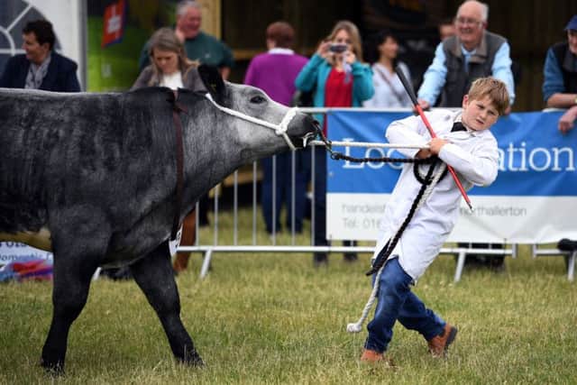 Ten-year-old Matthew Bentley from Thirsk, with his winning British Blonde.