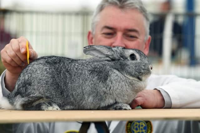Joe Carey combs his Chinchilla rabbit. Animals that competed for prizes at the show also included ferrets, poultry and hamsters.